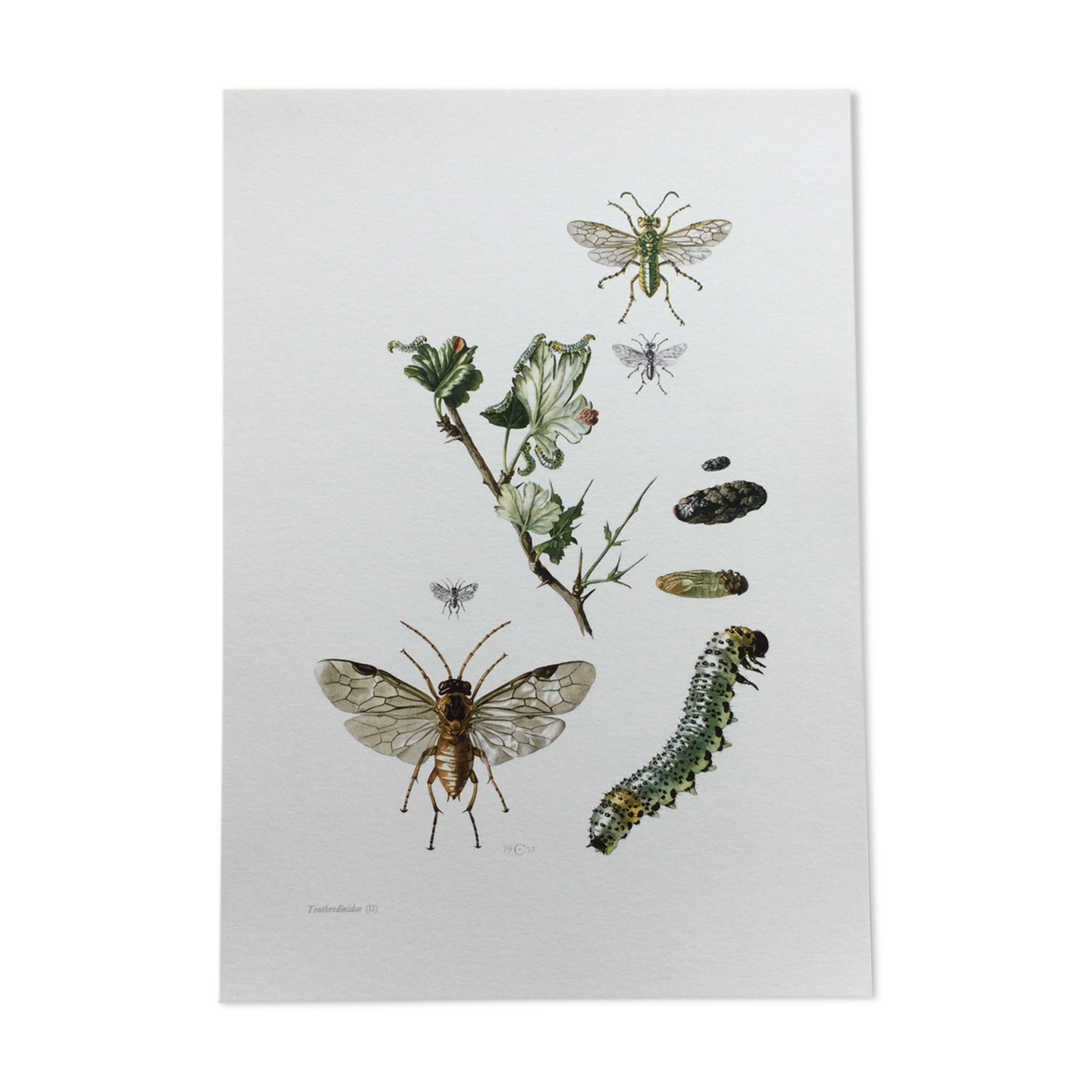 Antique illustration "insects", Vintage print, 1960s