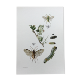 Illustration ancienne "insectes", Impression vintage, années 60