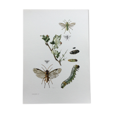 Antique illustration "insects", Vintage print, 1960s