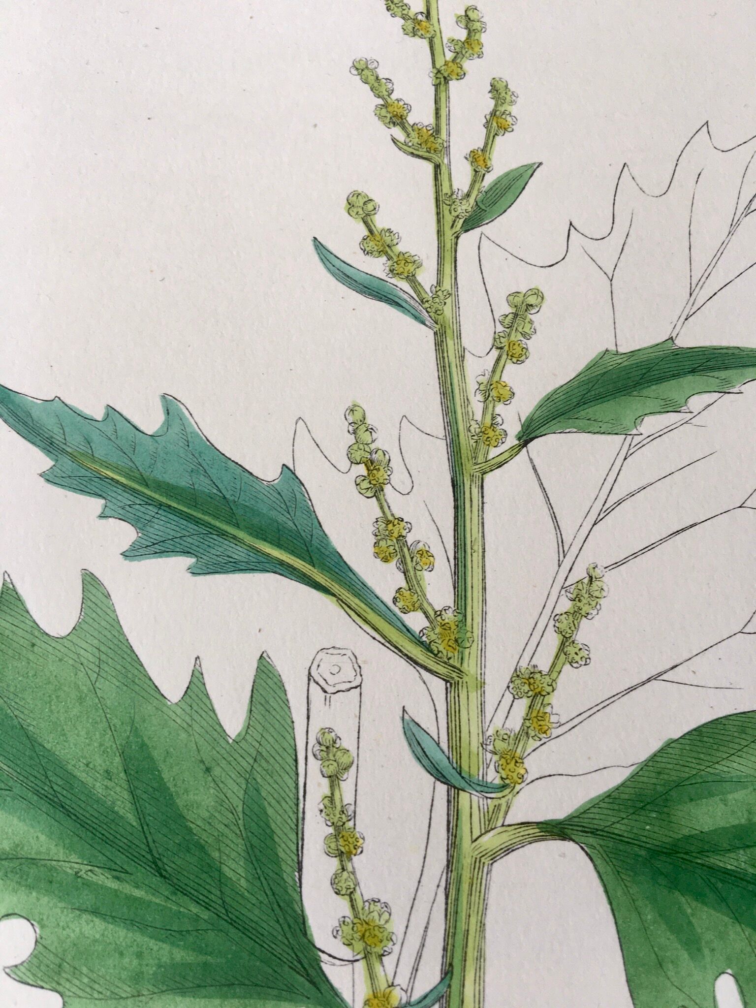 Botanical boards 1920