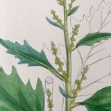 Botanical boards 1920