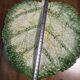 Vintage Signed GV Ceramic Barbotine Cabbage Leaf