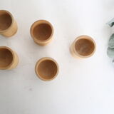 Set of 5 cockroaches on their wooden, vintage support