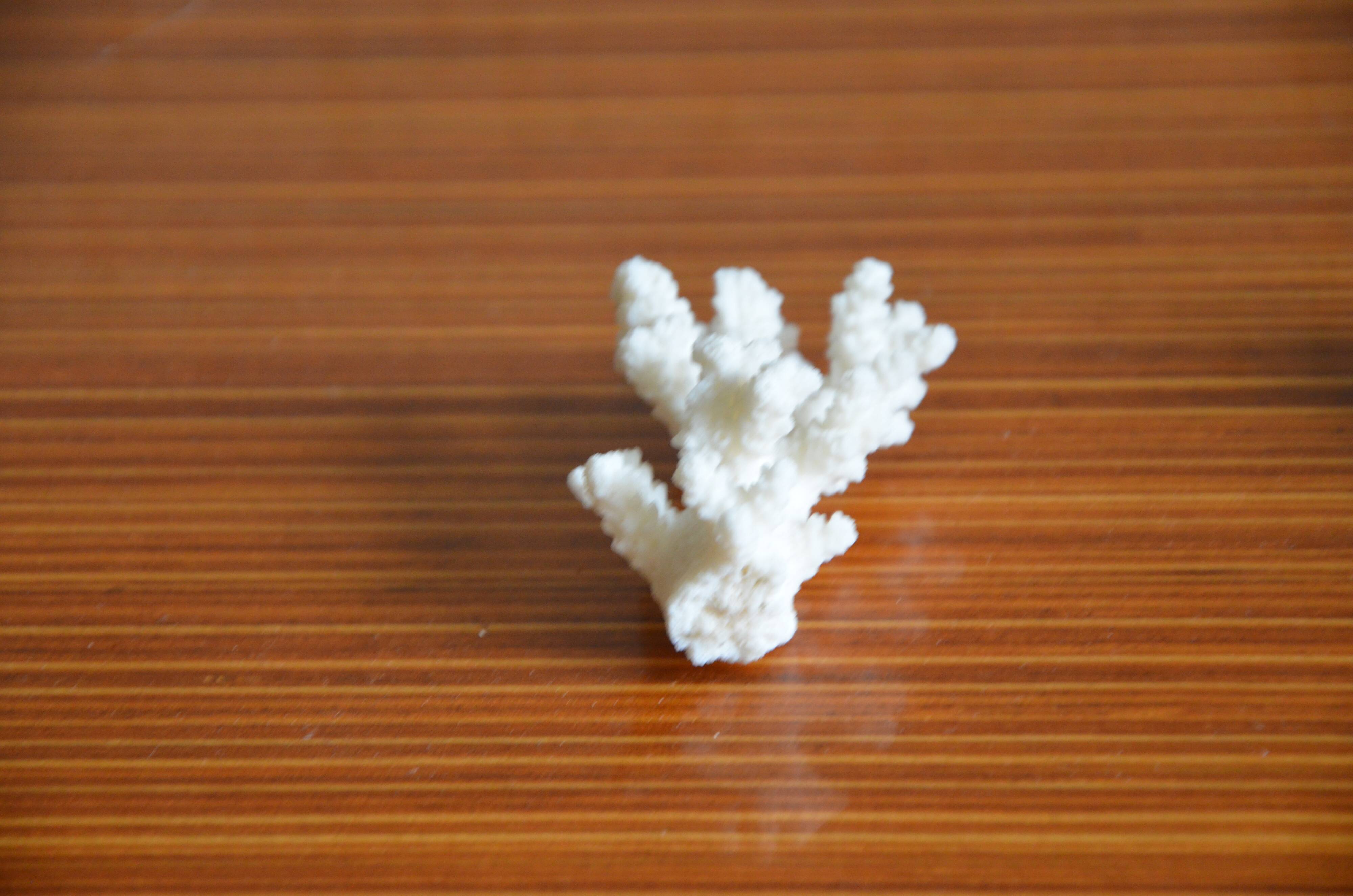 Lot of 3 pieces of coral