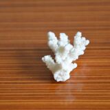 Lot of 3 pieces of coral