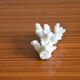 Lot de 3 morceaux de coraux