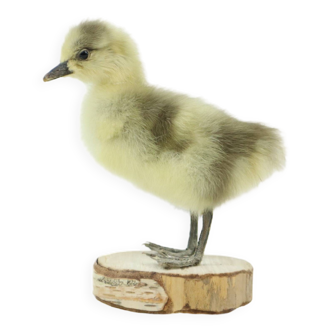 Petit poussin d'oie rayé indien corps entier taxidermie oiseau 16 cm