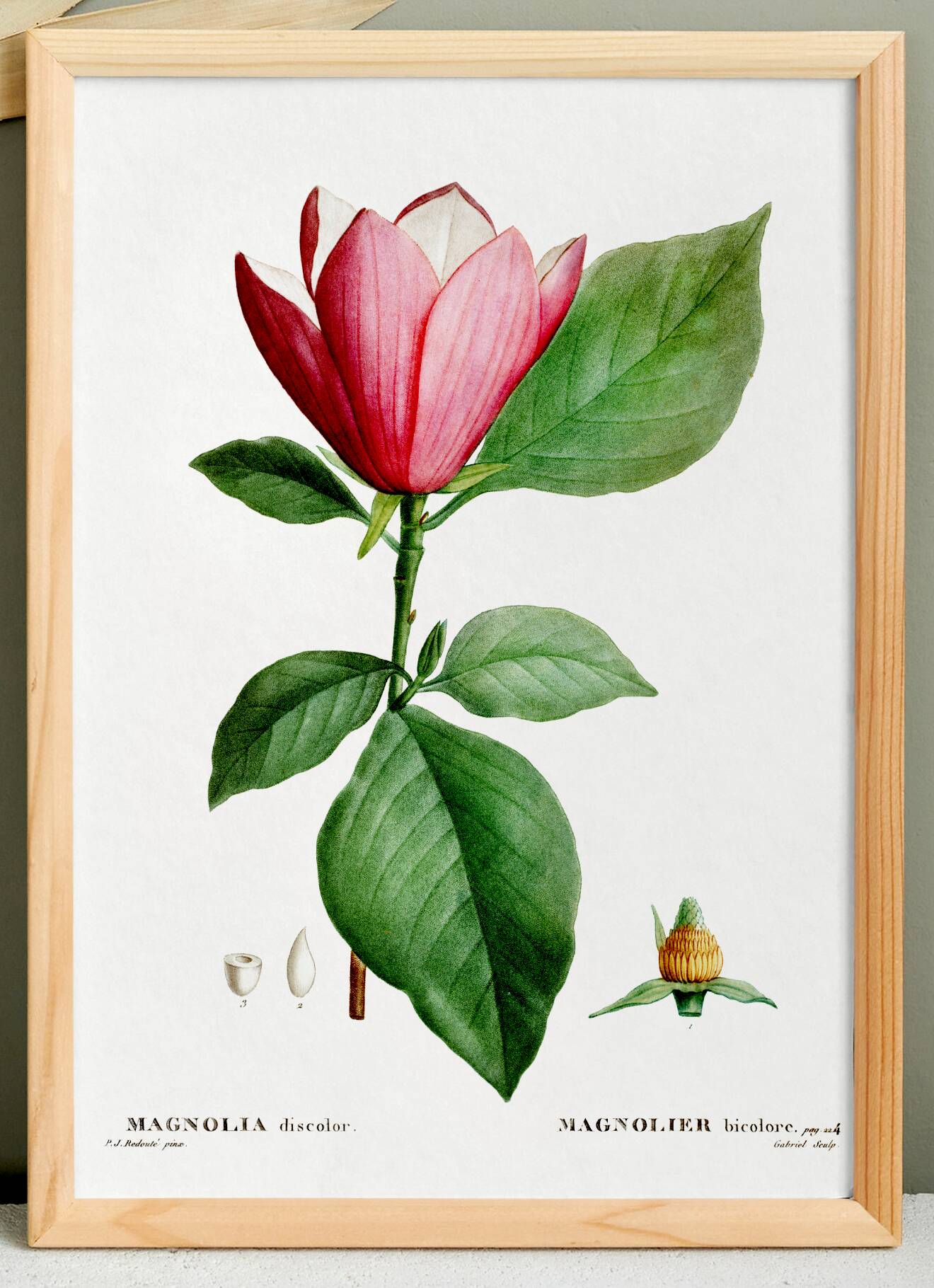 Botanical poster of the Magnolia, based on an old engraving from 1802