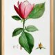 Botanical poster of the Magnolia, based on an old engraving from 1802