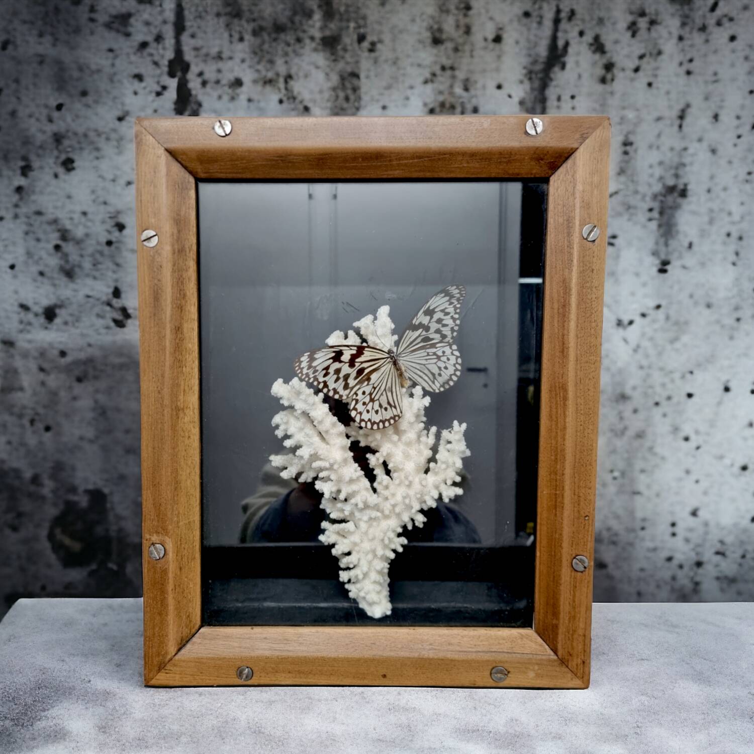 Butterfly and coral display case