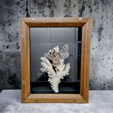 Vitrine papillon et corail