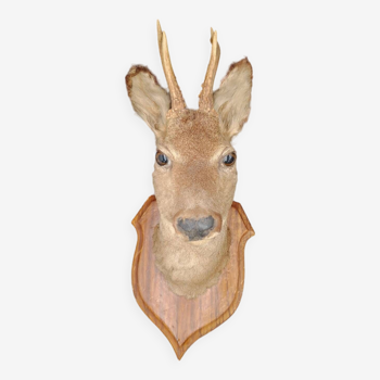 Taxidermy stuffed deer head cabinet of curiosity hunting trophy