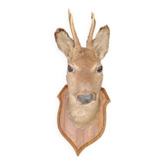 Taxidermy stuffed deer head cabinet of curiosity hunting trophy