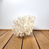 White coral shell