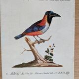 9 Bird Illustrations