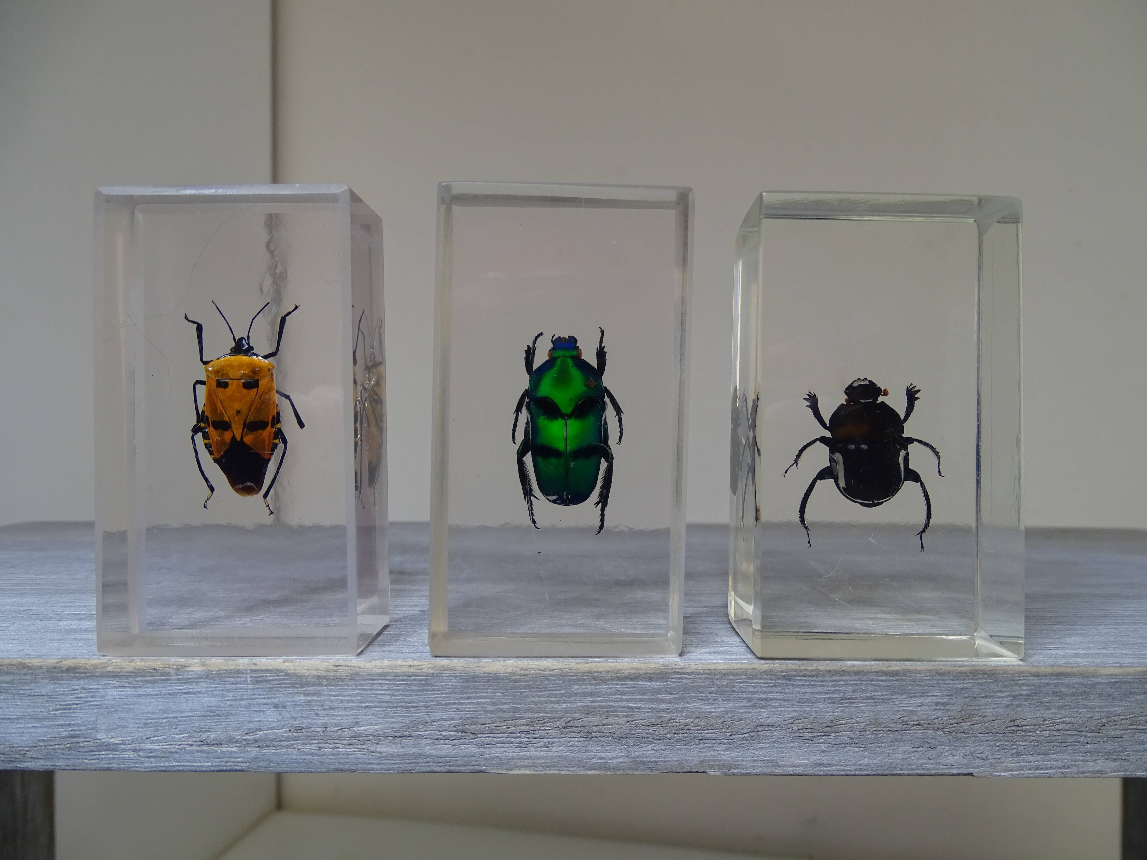 Lot 3 insectes sous inclusions résines vintage