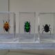 Lot 3 insectes sous inclusions résines vintage