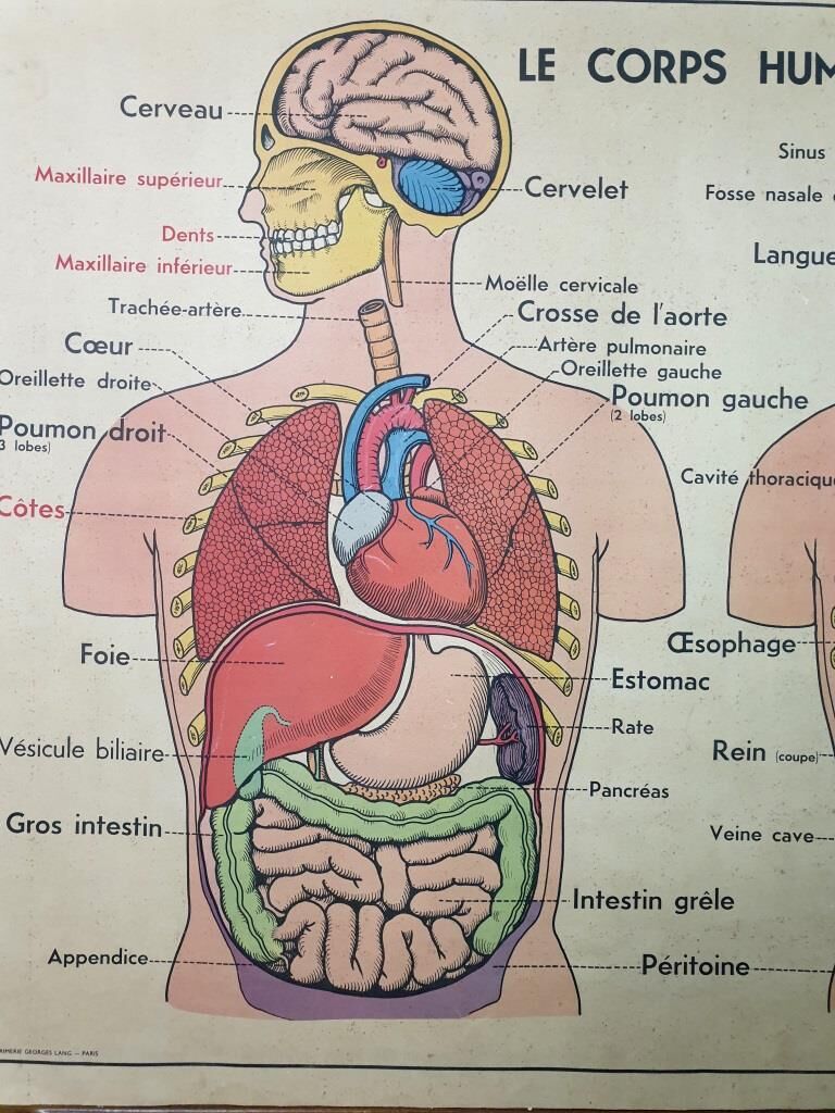 School anatomy poster