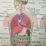 School anatomy poster