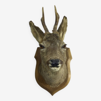 Stuffed deer head