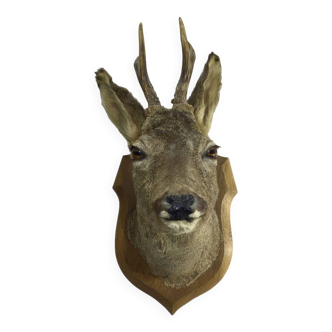 Stuffed deer head