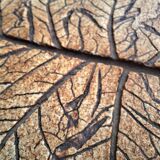 Roger CAPRON herbarium coffee table