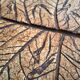 Roger CAPRON table basse  herbier
