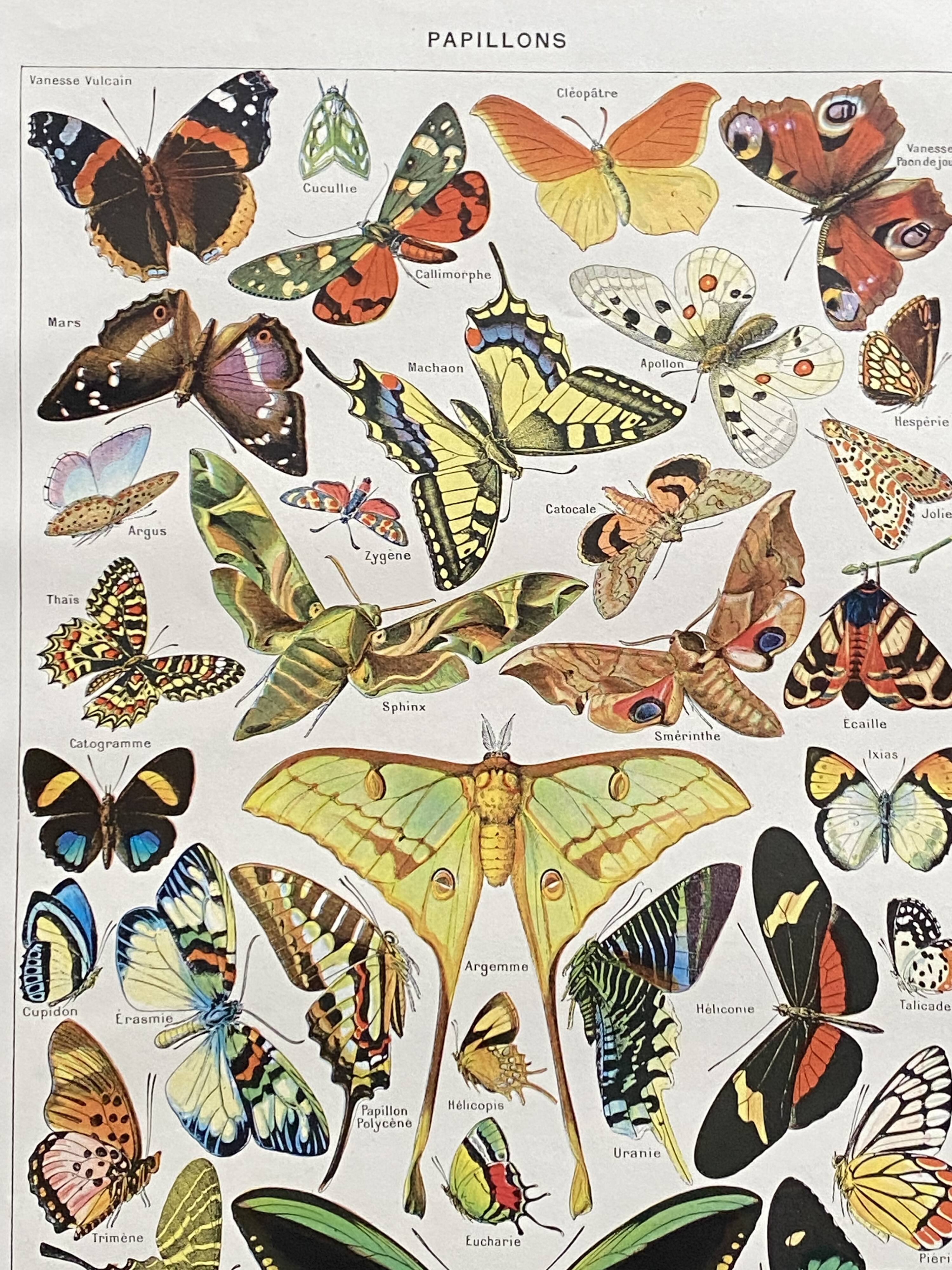 Old Millot illustration "butterflies"