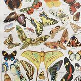 Old Millot illustration "butterflies"