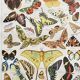 Illustration ancienne Millot "papillons"