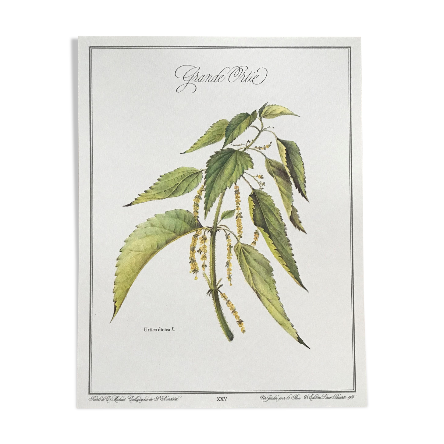 Botanical plank the great nettle