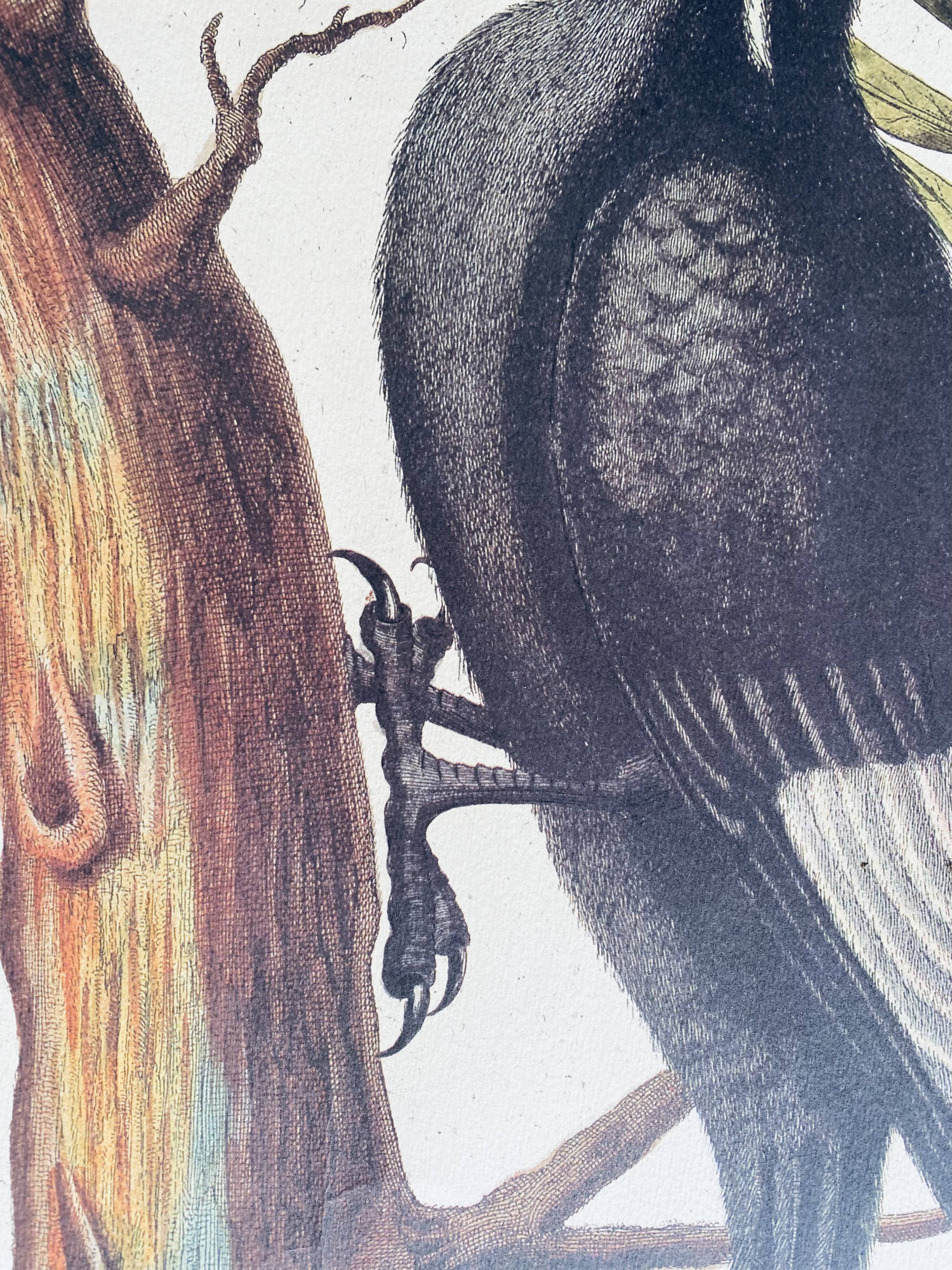 Ancient ornithological engraving, green peak