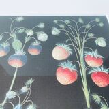 Strawberries framed lithograph