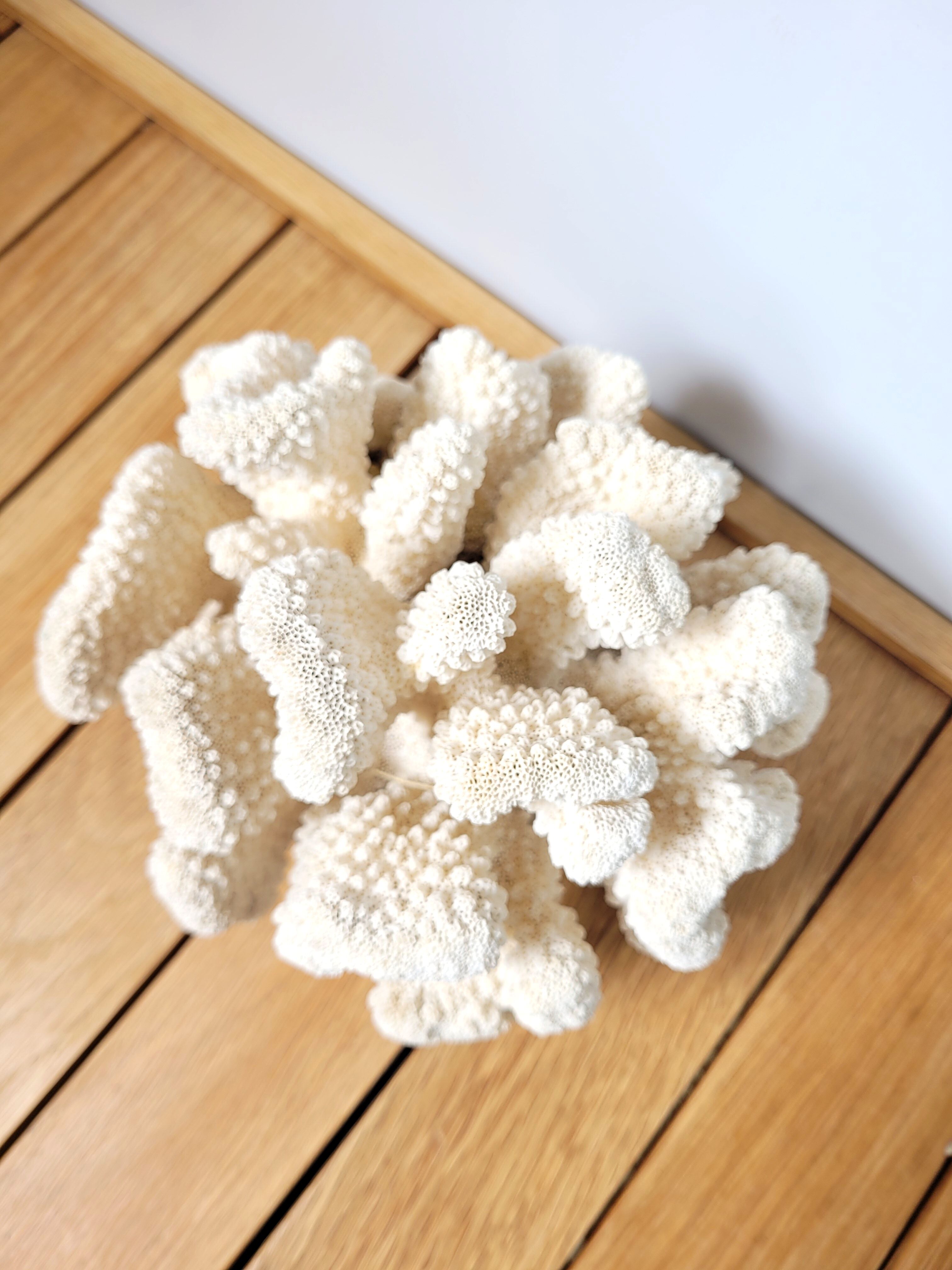 Large white coral cauliflower 18x15cm