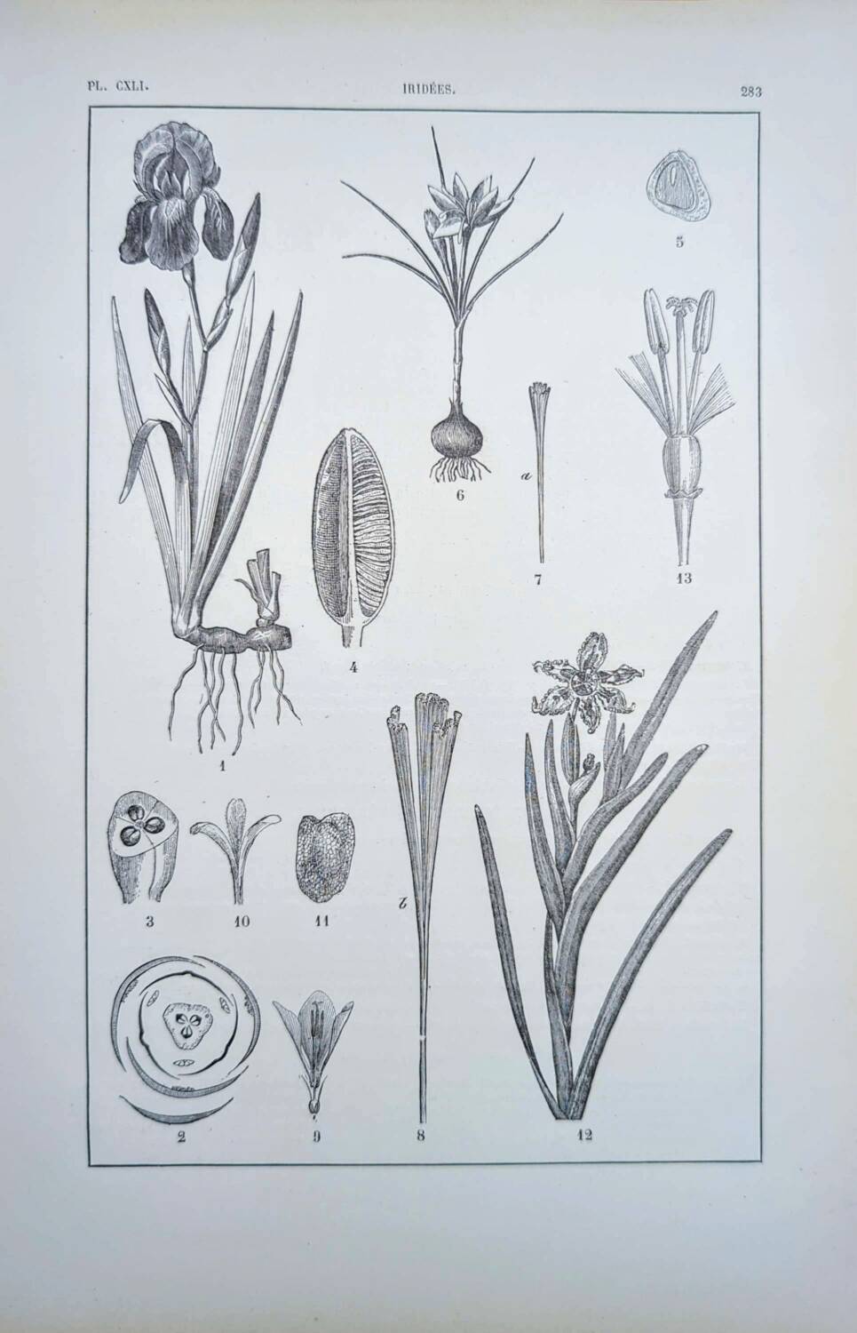 Printed in 1889, the Iridaceae (Iridaceae). Old botanical plate.