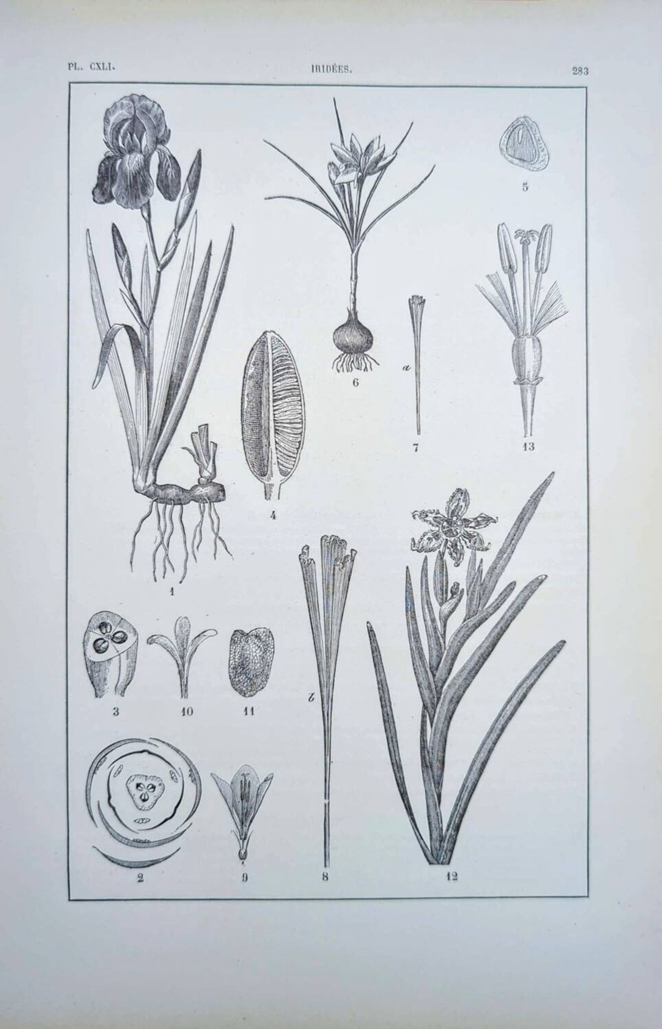 Printed in 1889, the Iridaceae (Iridaceae). Old botanical plate.