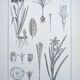 Printed in 1889, the Iridaceae (Iridaceae). Old botanical plate.