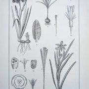 Printed in 1889, the Iridaceae (Iridaceae). Old botanical plate.