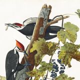 Poster about the Red-crested Woodpecker, based on an old engraving from 1827.