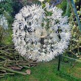 Dandelion pendant light