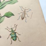 Antique engraving from 1839 - Polygonatum Insects - Hand-colored plate
