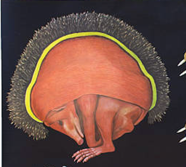 Affiche de Jung-Koch-Quentell ''hérisson'' 1970