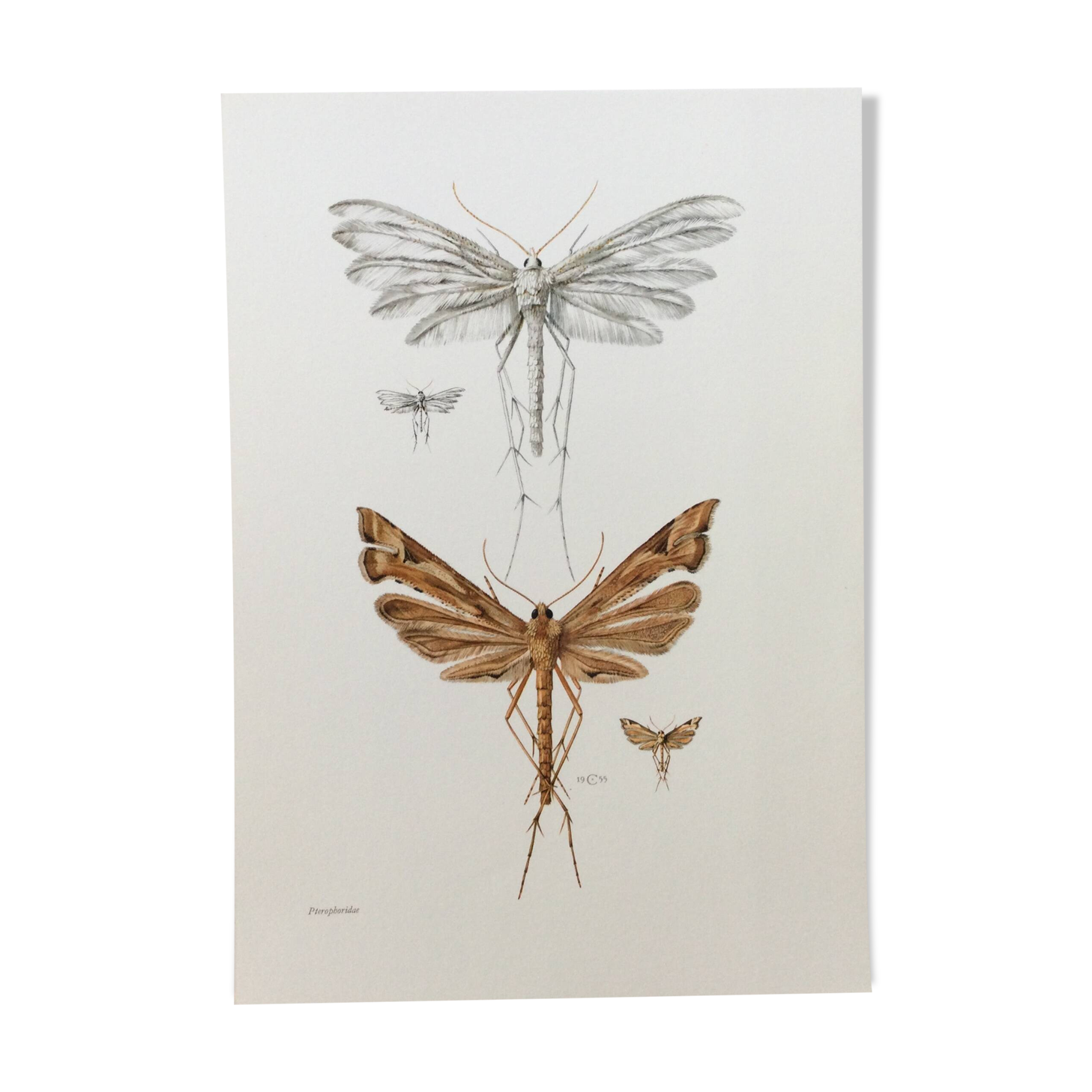 Impression vintage Insectes, illustration ancienne années 60