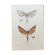 Impression vintage Insectes, illustration ancienne années 60