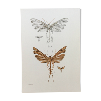 Impression vintage Insectes, illustration ancienne années 60