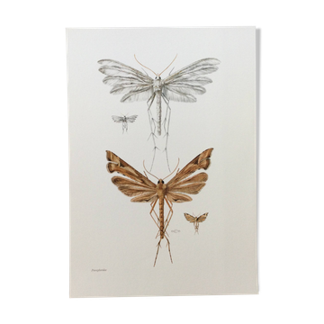 Vintage Insect Print, Old Illustration from the 60s