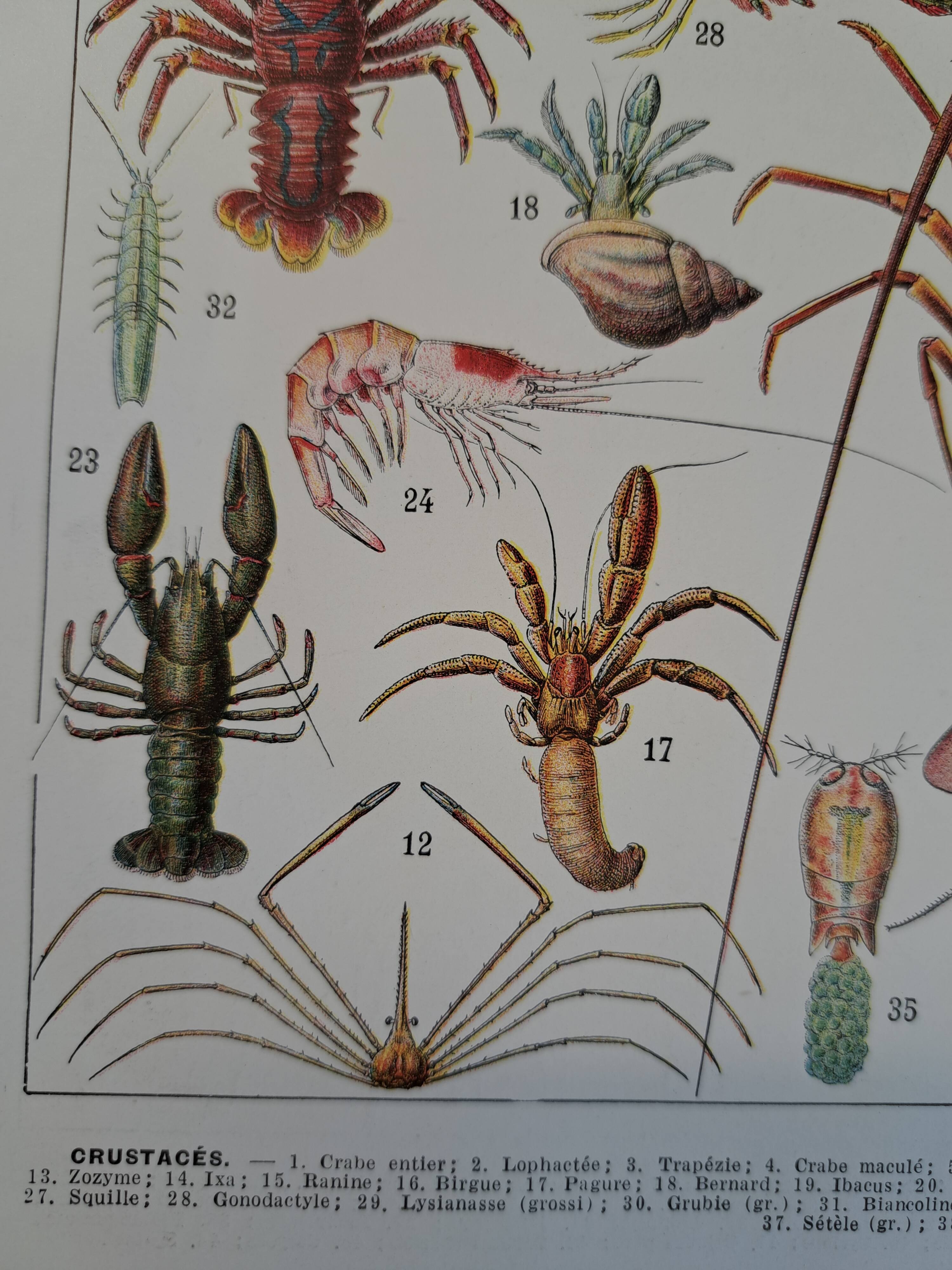 Old naturalist plate "Crustaceans" – 1930 – Larousse