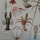 Old naturalist plate "Crustaceans" – 1930 – Larousse