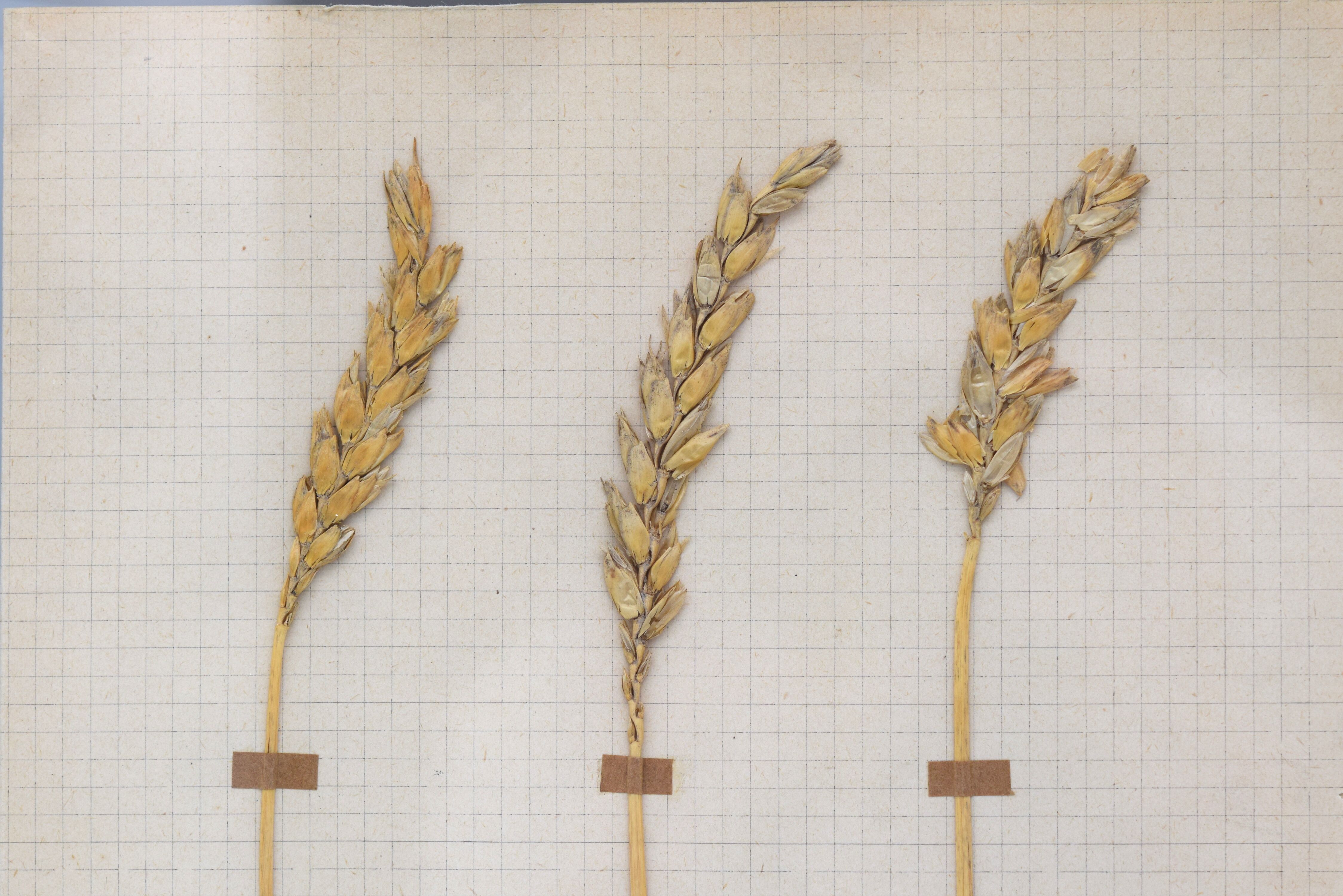 George Bert Herbarium