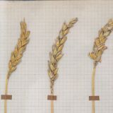 George Bert Herbarium